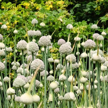 Miniature Allium 'Ping Pong'